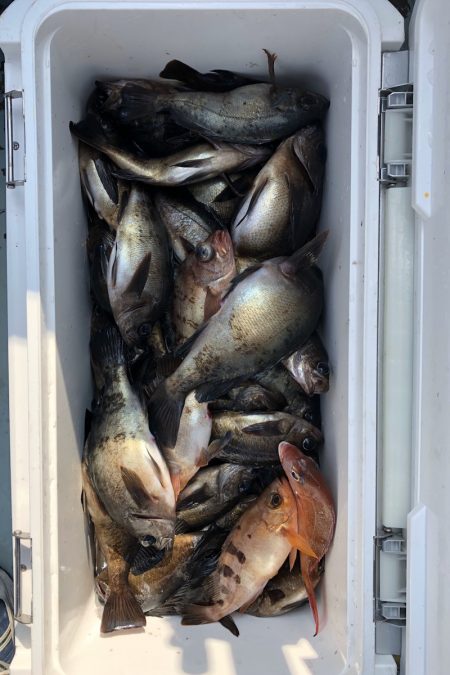 フィッシング キッタカ 釣果