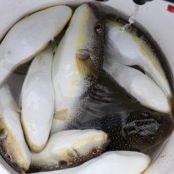 浜栄丸 釣果