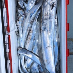 フィッシング キッタカ 釣果