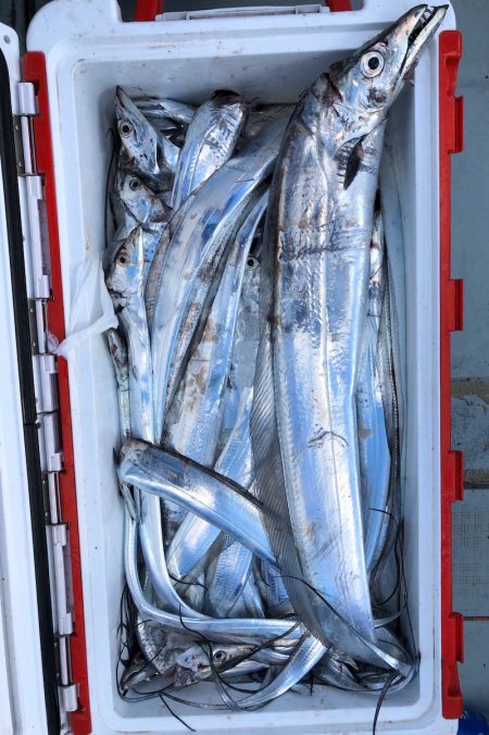 フィッシング キッタカ 釣果