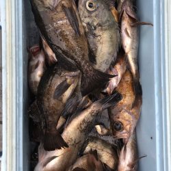 フィッシング　キッタカ 釣果