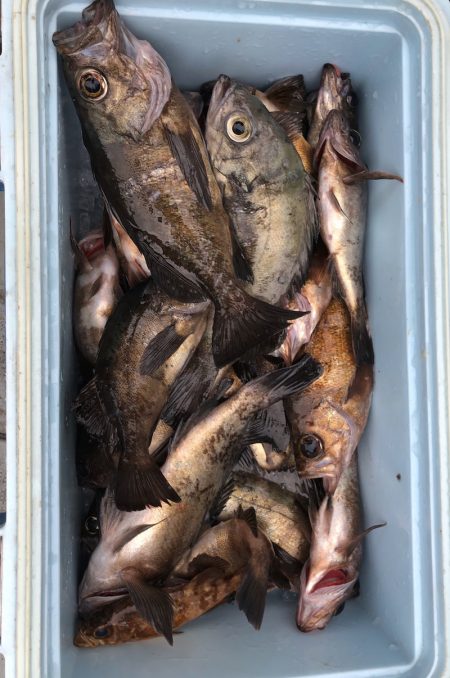 フィッシング　キッタカ 釣果