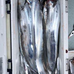 フィッシング キッタカ 釣果