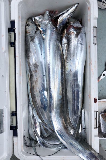 フィッシング キッタカ 釣果