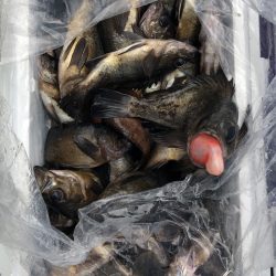 フィッシング　キッタカ 釣果