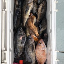 フィッシング　キッタカ 釣果