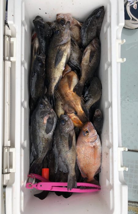 フィッシング　キッタカ 釣果