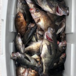 フィッシング　キッタカ 釣果