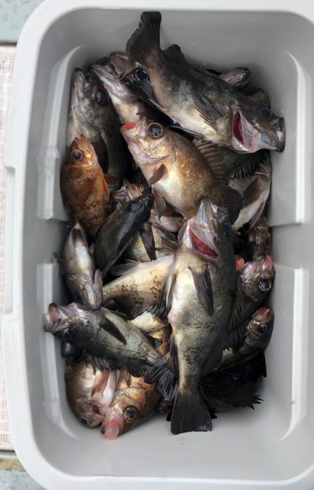 フィッシング　キッタカ 釣果