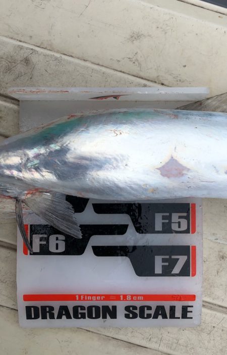 フィッシング　キッタカ 釣果