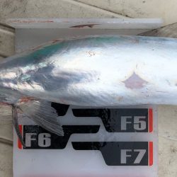 フィッシング キッタカ 釣果