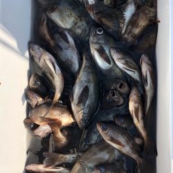 フィッシング キッタカ 釣果