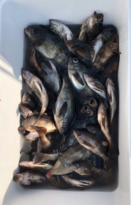 フィッシング キッタカ 釣果