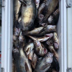 フィッシング キッタカ 釣果