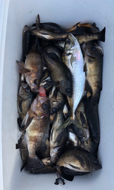 フィッシング キッタカ 釣果