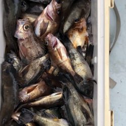 フィッシング　キッタカ 釣果