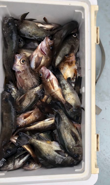 フィッシング　キッタカ 釣果