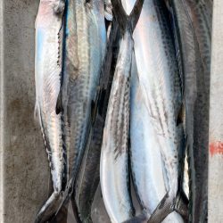 あみや渡船 JIGBOY 釣果