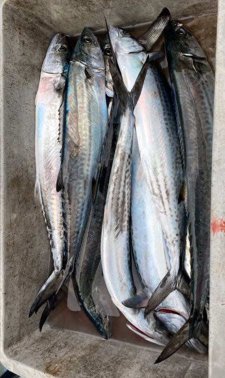 あみや渡船 JIGBOY 釣果