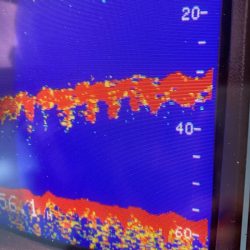 あみや渡船 JIGBOY 釣果