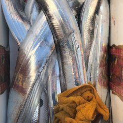 フィッシング キッタカ 釣果