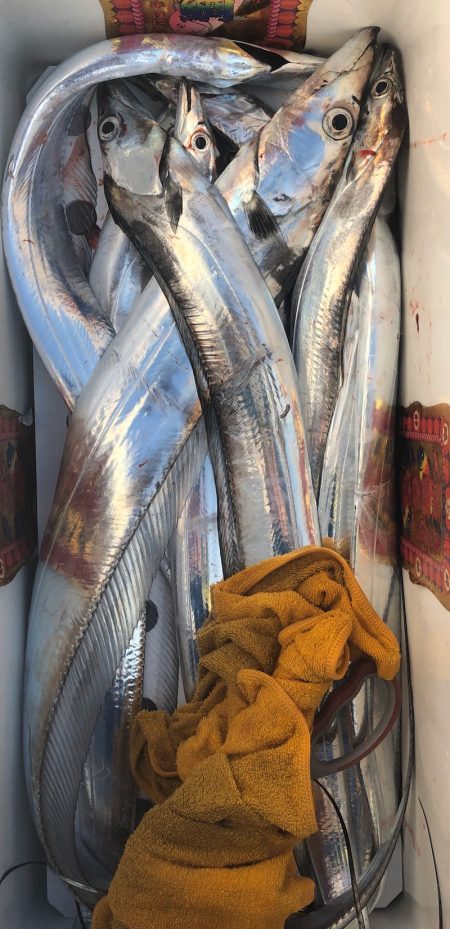 フィッシング キッタカ 釣果