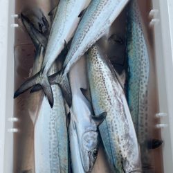 あみや渡船 JIGBOY 釣果