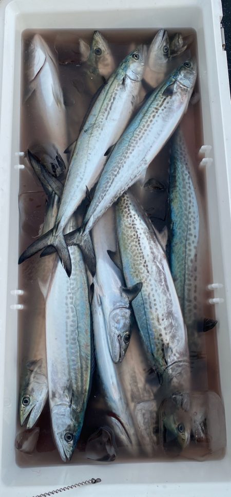 あみや渡船 JIGBOY 釣果