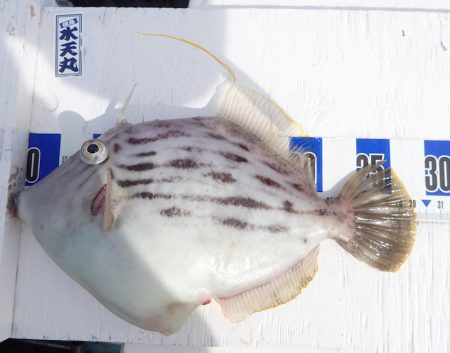 水天丸 釣果