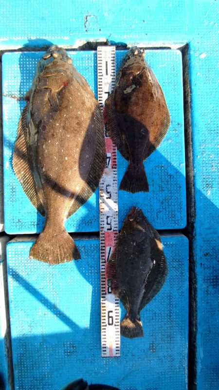 フィッシングガイド りょう 釣果