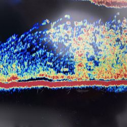 South Current 釣果