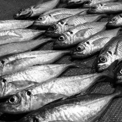 South Current 釣果