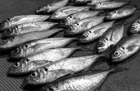 South Current 釣果