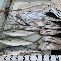 オーシャンスター(Ocean Star) 釣果