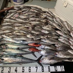 オーシャンスター(Ocean Star) 釣果