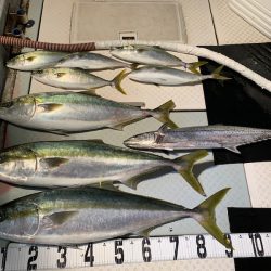 オーシャンスター(Ocean Star) 釣果