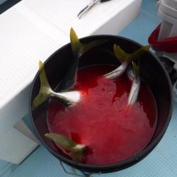 BlueNote Fishing Taxi 釣果