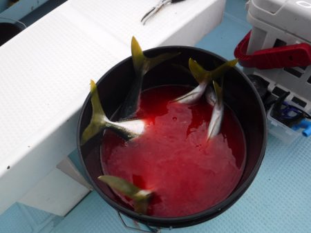 BlueNote Fishing Taxi 釣果