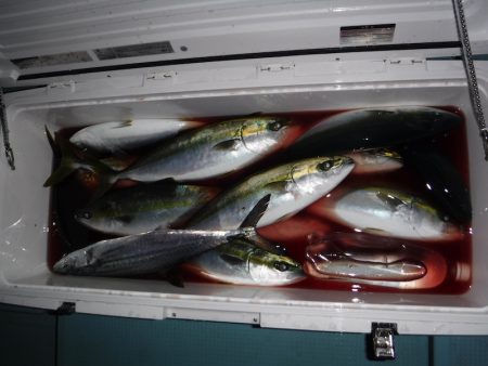 ＢｌｕｅＮｏｔｅ　Ｆｉｓｈｉｎｇ　Ｔａｘｉ 釣果