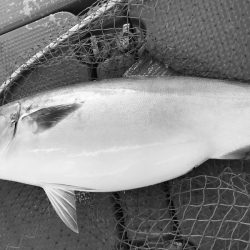 South Current 釣果