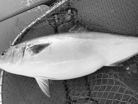 South Current 釣果