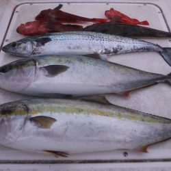 JDI Racing シールズマリンレジャー 釣果