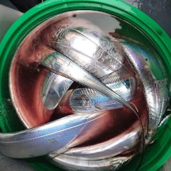 深川　吉野屋 釣果