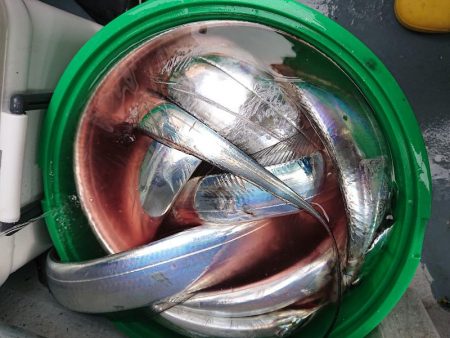 深川　吉野屋 釣果