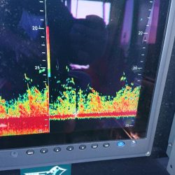 深川　吉野屋 釣果