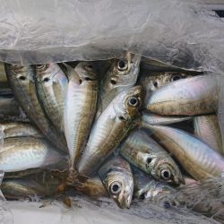 深川 吉野屋 釣果