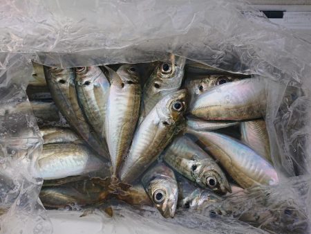 深川 吉野屋 釣果