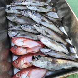 もと明丸 釣果
