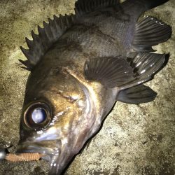 短時間釣行でも驚きの釣果！【がまかつ LUXXE宵姫　インプレッション】