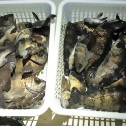 KIM Fishing Guide Service 釣果